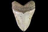 Fossil Megalodon Tooth - North Carolina #79915-1
